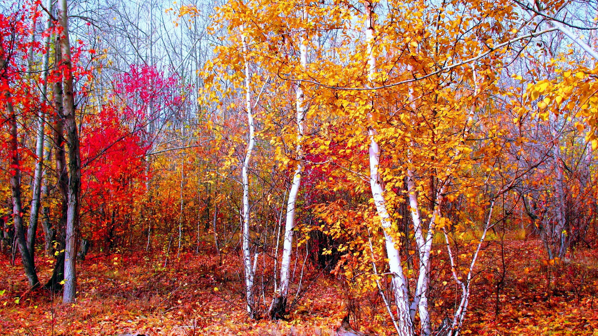 природа, лес, осень, листопад, деревья