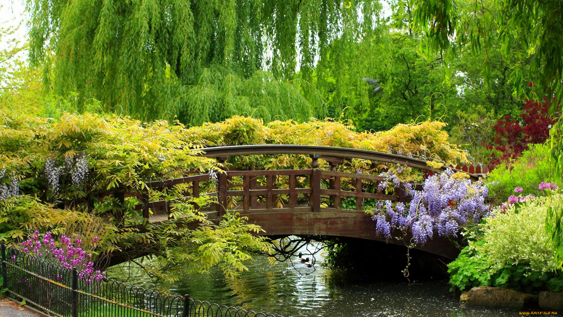 природа, парк, река, мост, ивы, цветы, деревья, кусты, изгородь