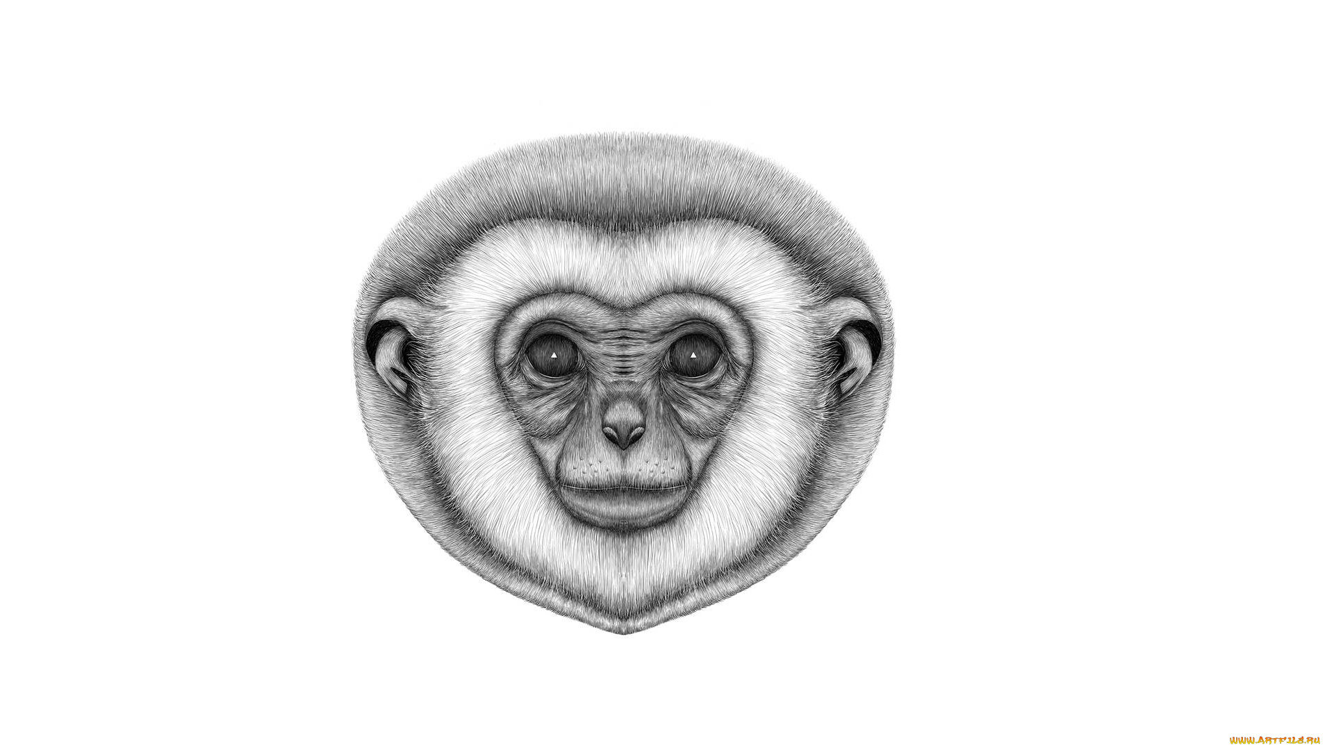 рисованное, минимализм, обезьяна