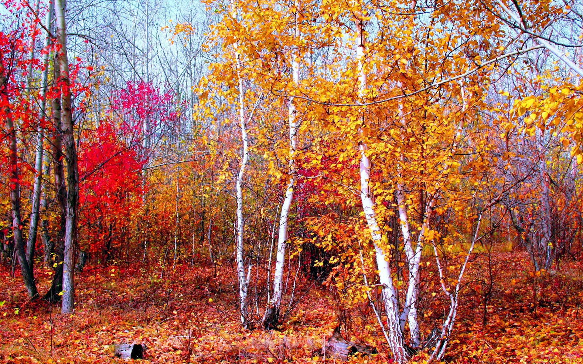 природа, лес, осень, листопад, деревья