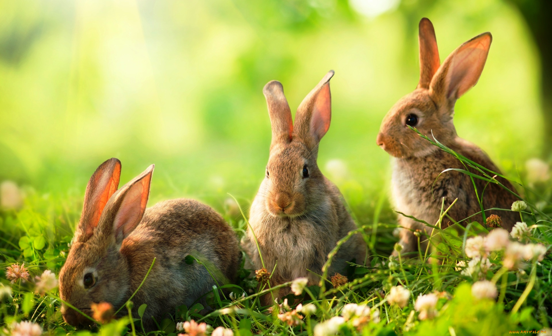 животные, кролики, , зайцы, луг, клевер, трава