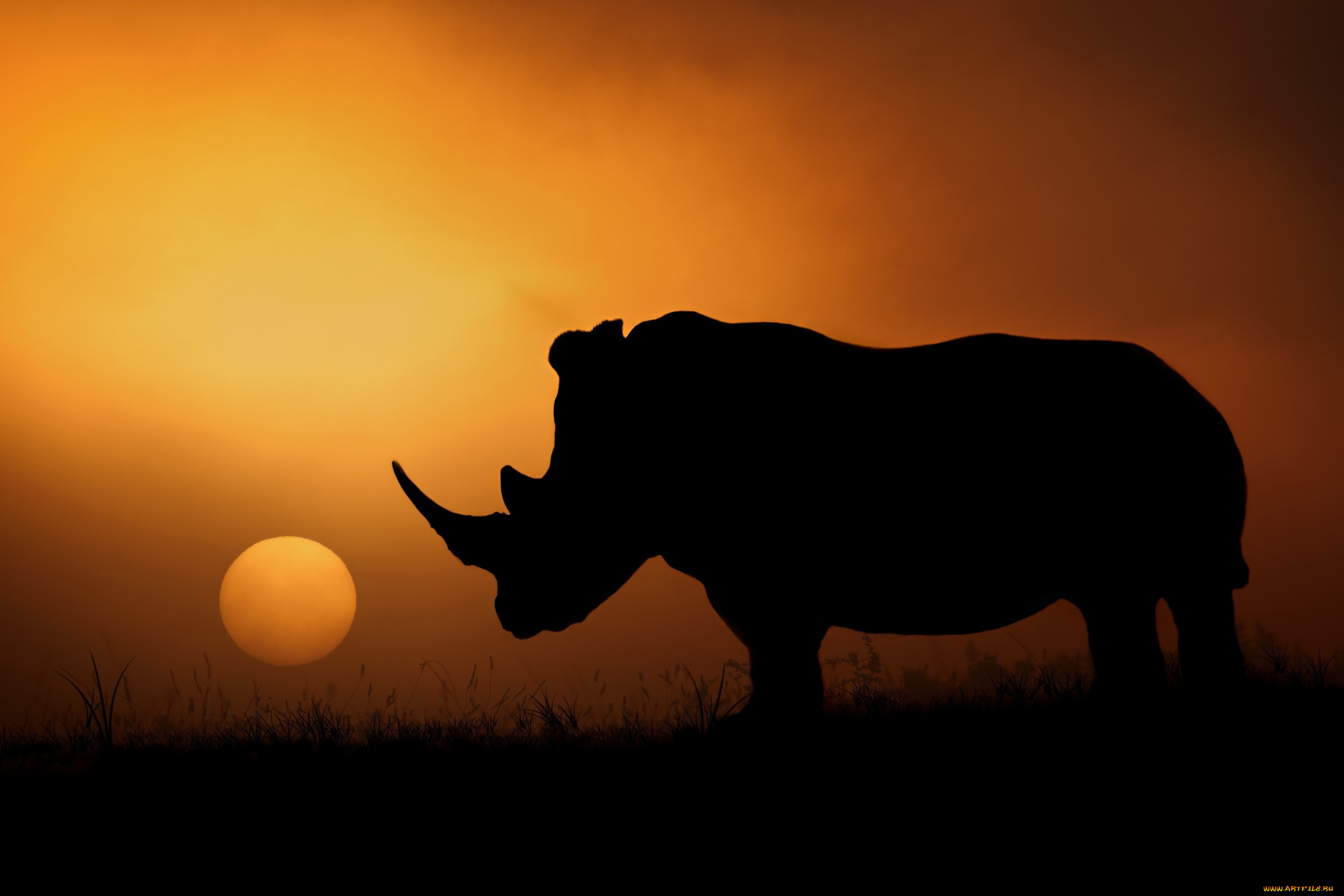 животные, носороги, носорог, вечер, солнце, африка, силуэт