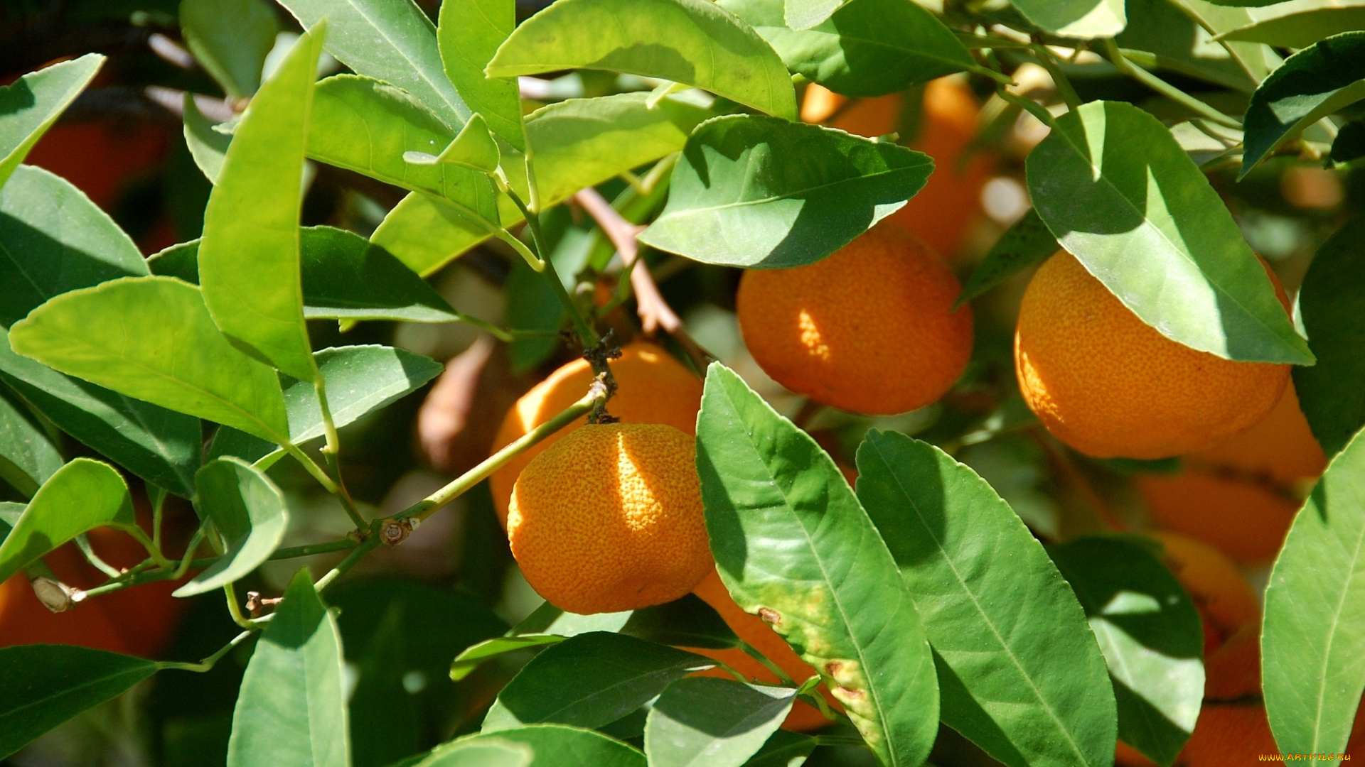 природа, плоды, мандарины, оранжевый
