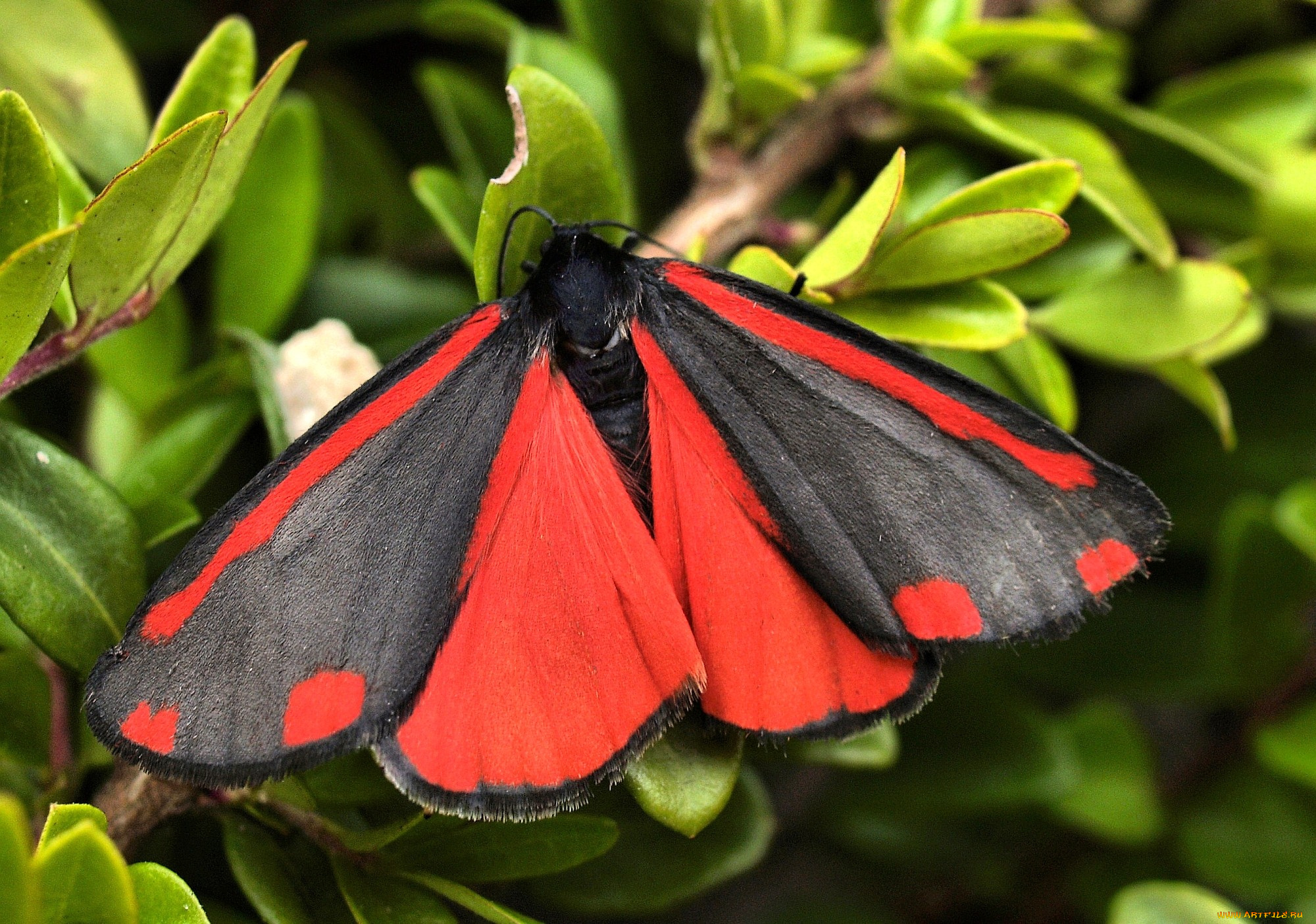 Бабочка с черно-красными крыльями загрузить