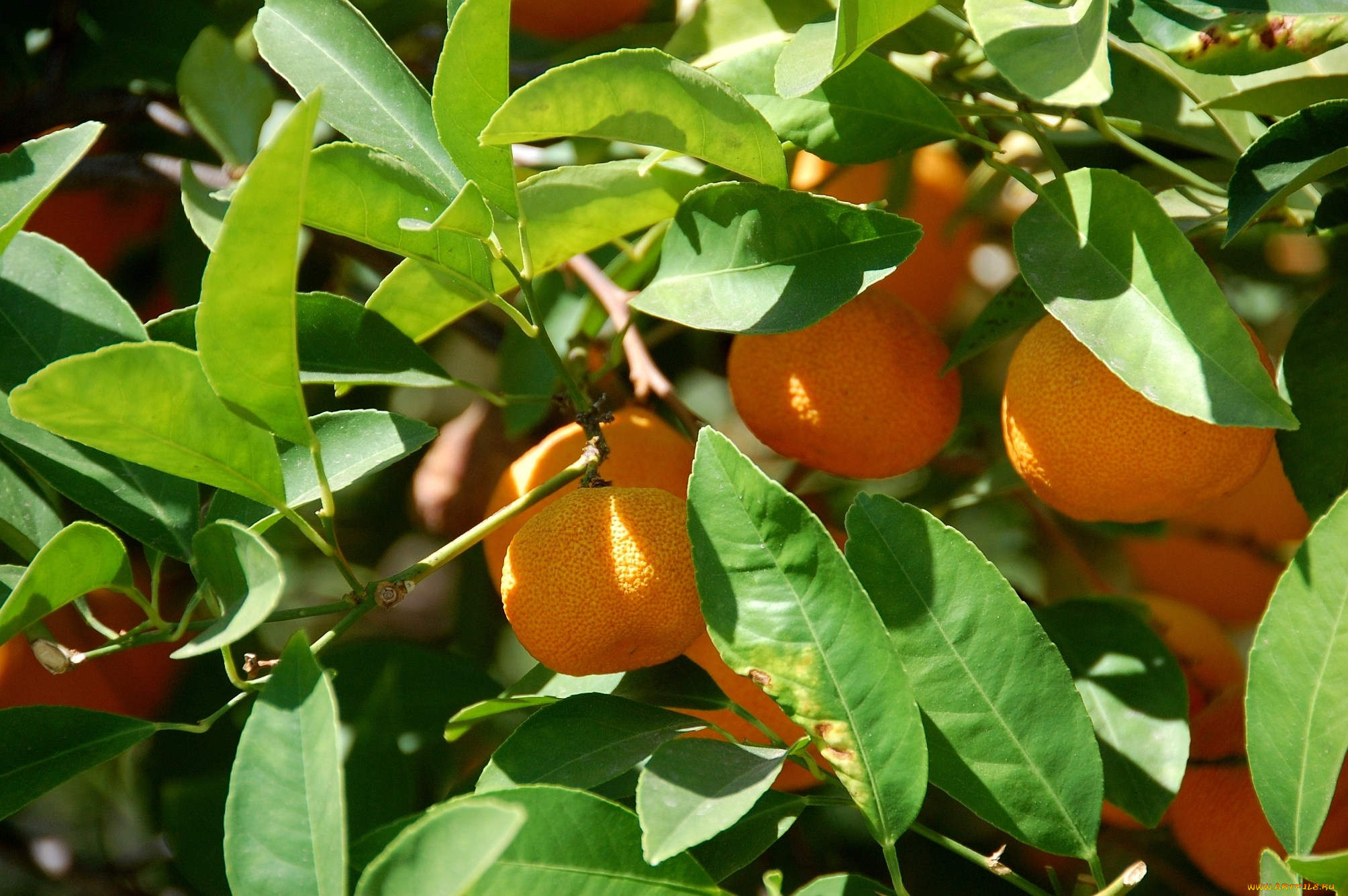 природа, плоды, мандарины, оранжевый