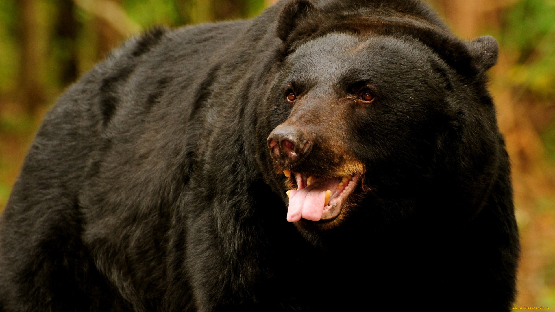 wild, black, bear, животные, медведи, черный, медведь
