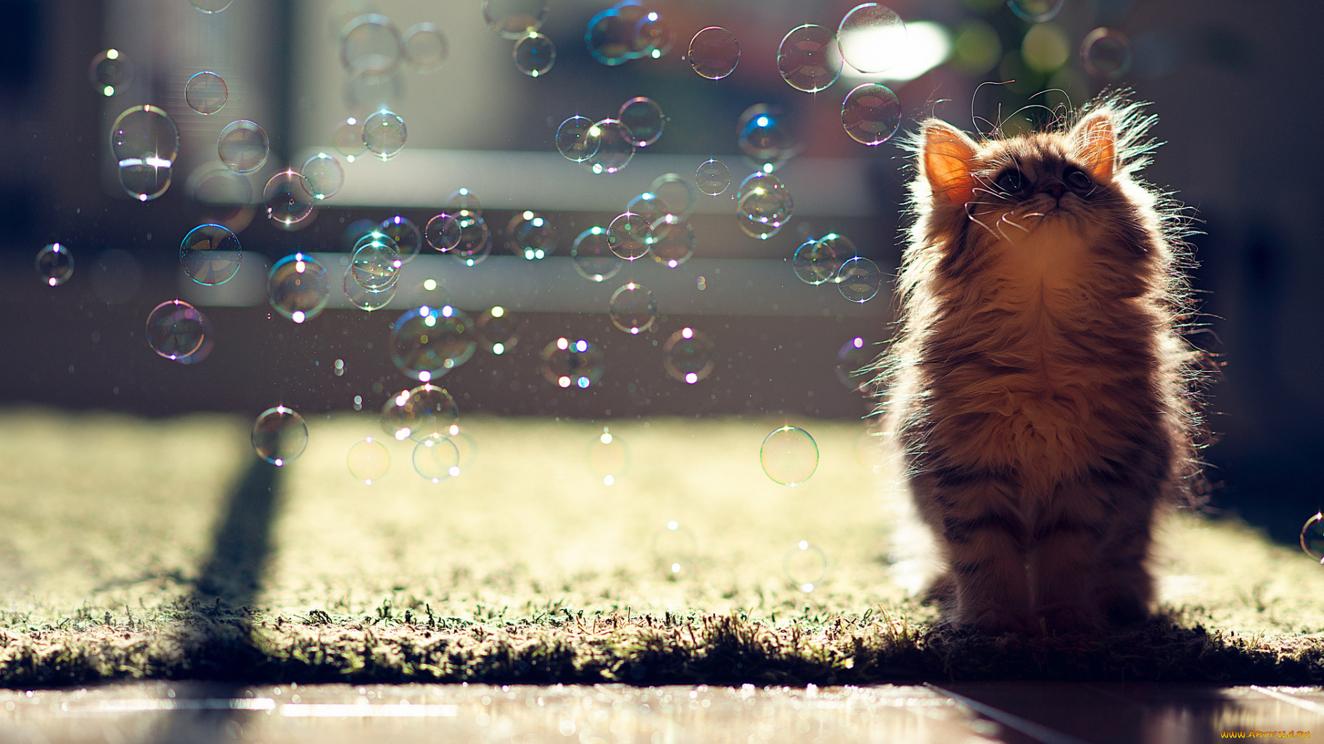 животные, коты, пузыри, котёнок