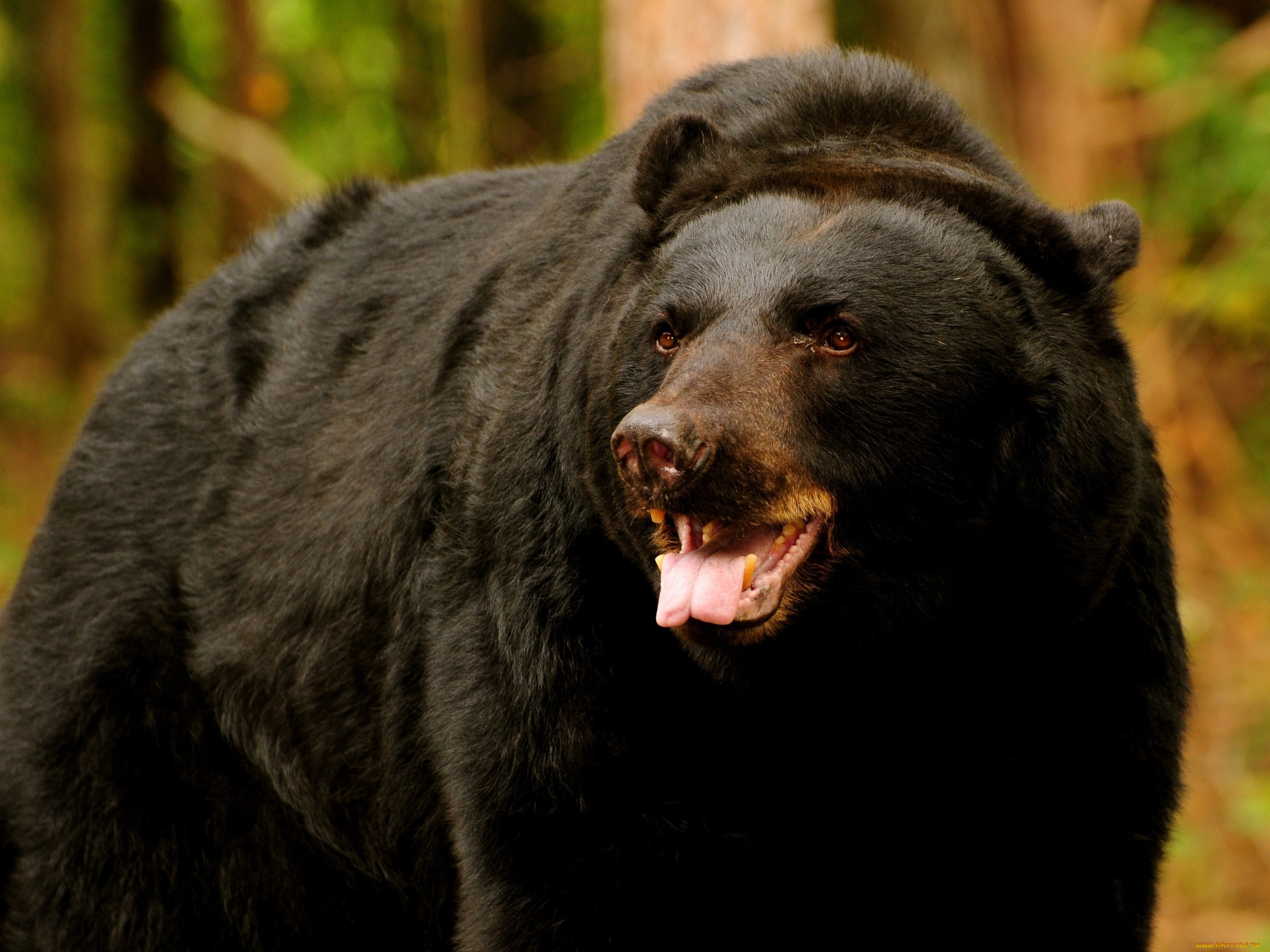 wild, black, bear, животные, медведи, черный, медведь