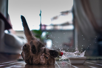 Картинка животные коты вода миска котёнок
