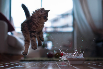 Картинка животные коты котёнок миска вода