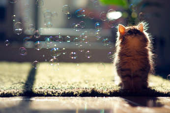Картинка животные коты пузыри котёнок