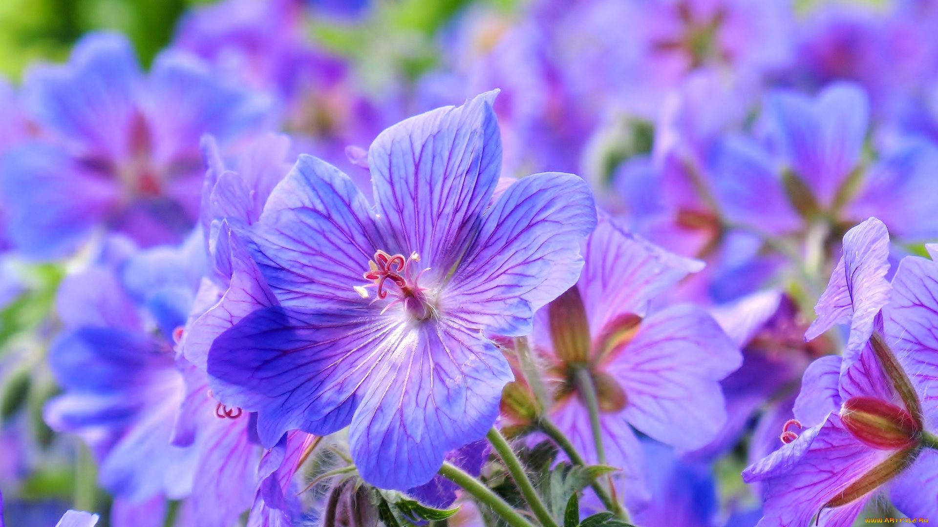 цветы, герань, фиолет