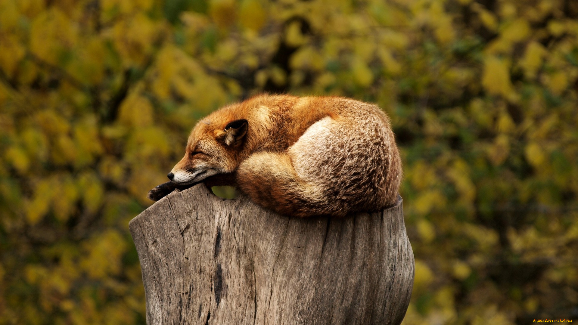 животные, лисы, animals, пенек, лиса, stump, fox