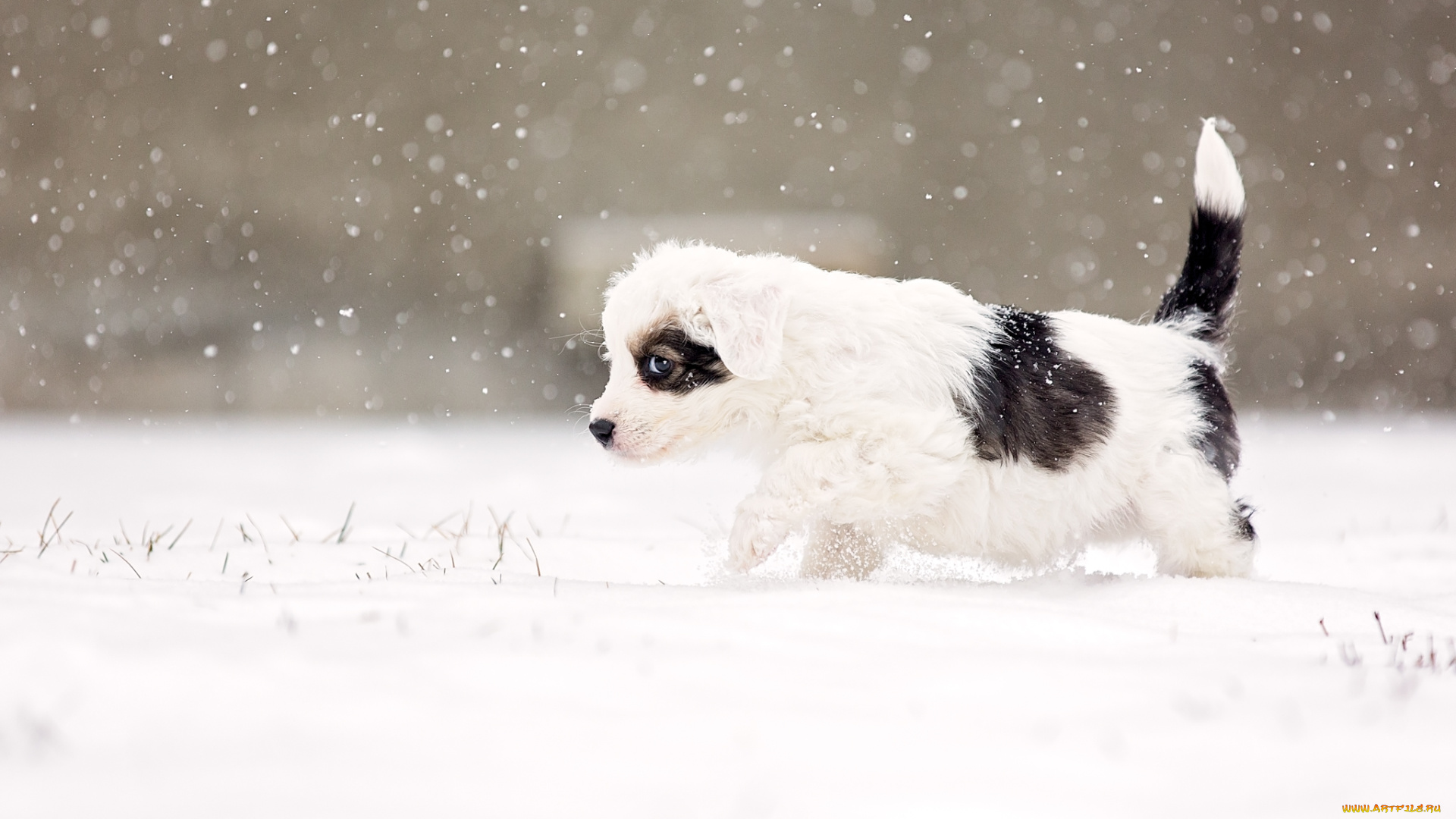 животные, собаки, alert, snow, snowing, suspicious, eye, dog