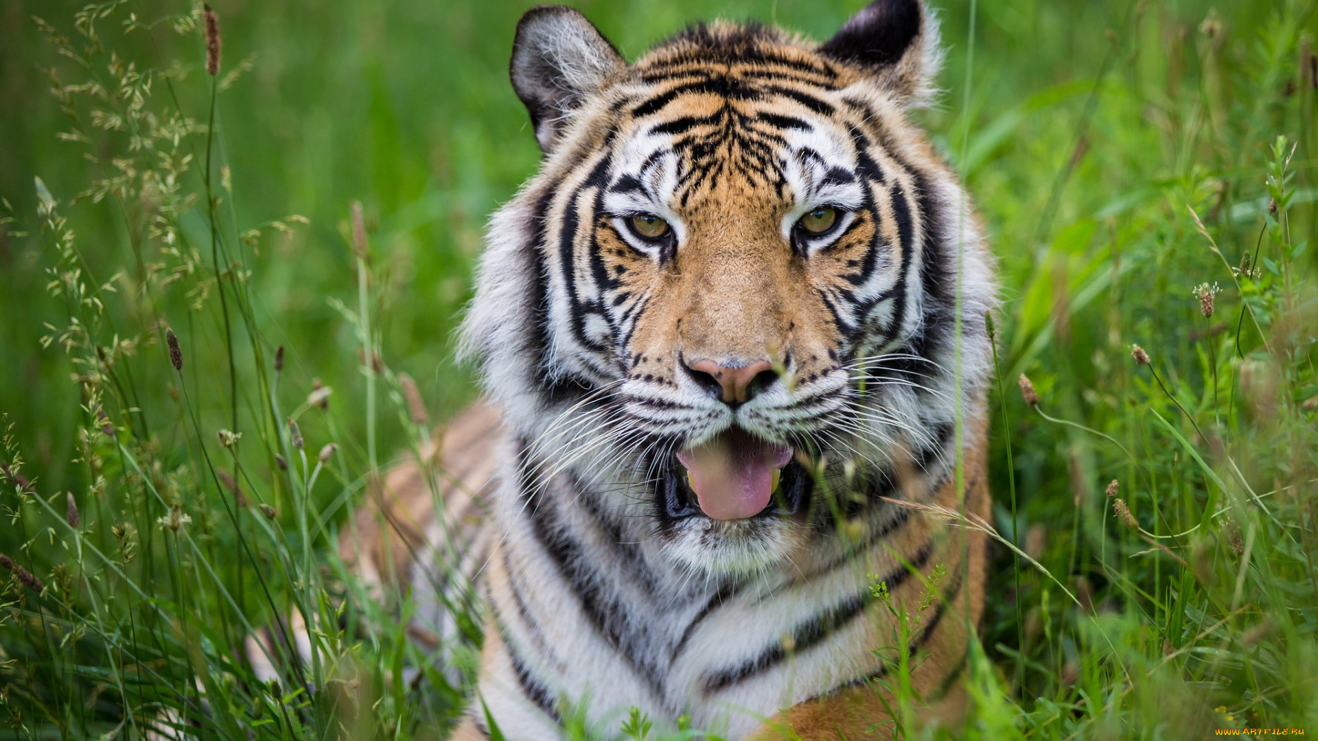 животные, тигры, отдых, трава, кошка, морда, язык