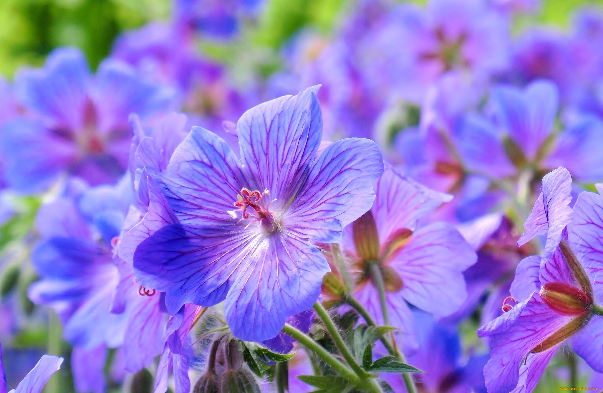 цветы, герань, фиолет