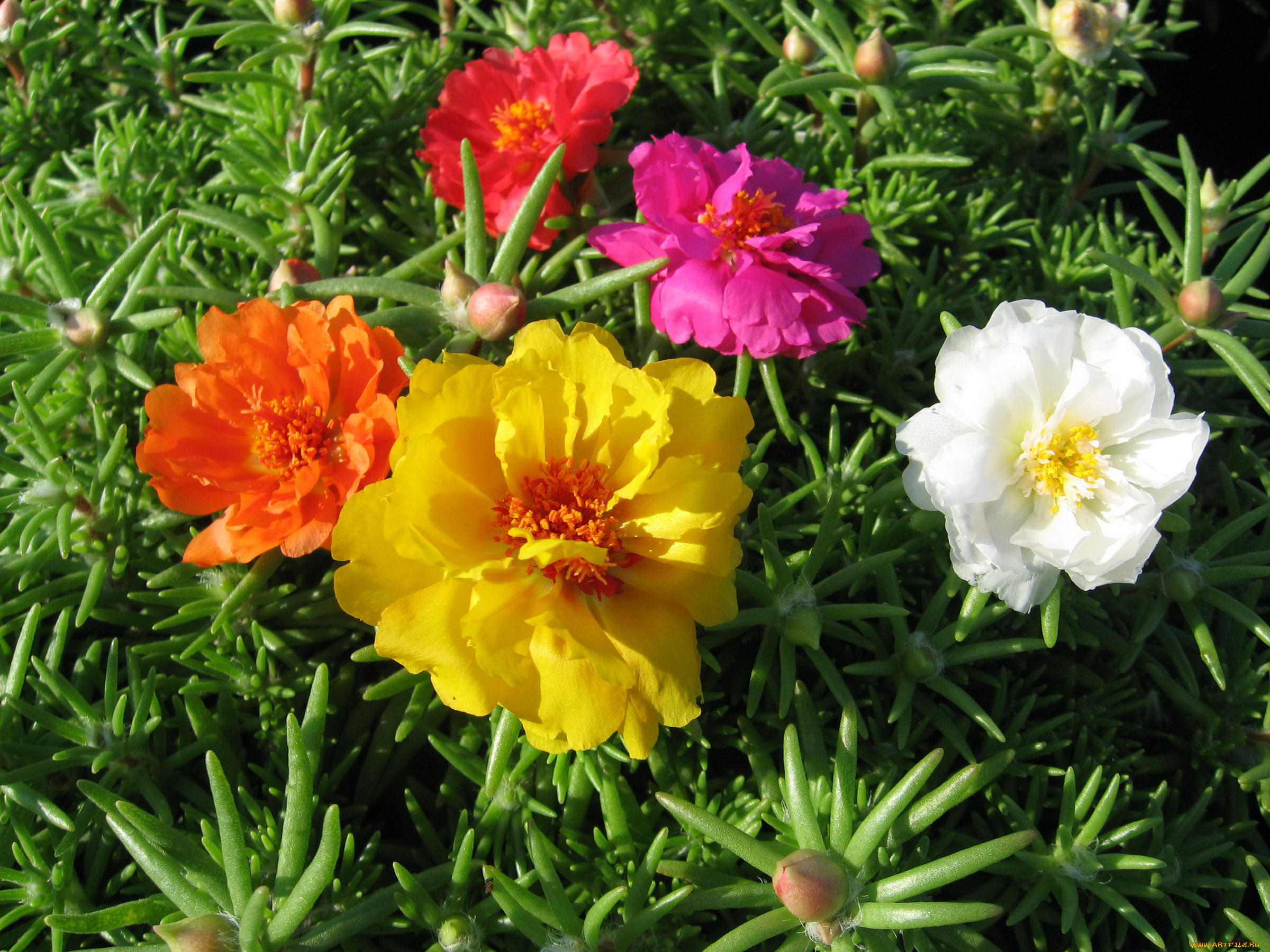 цветы, портулак, дандур, grandiflora, portulaca