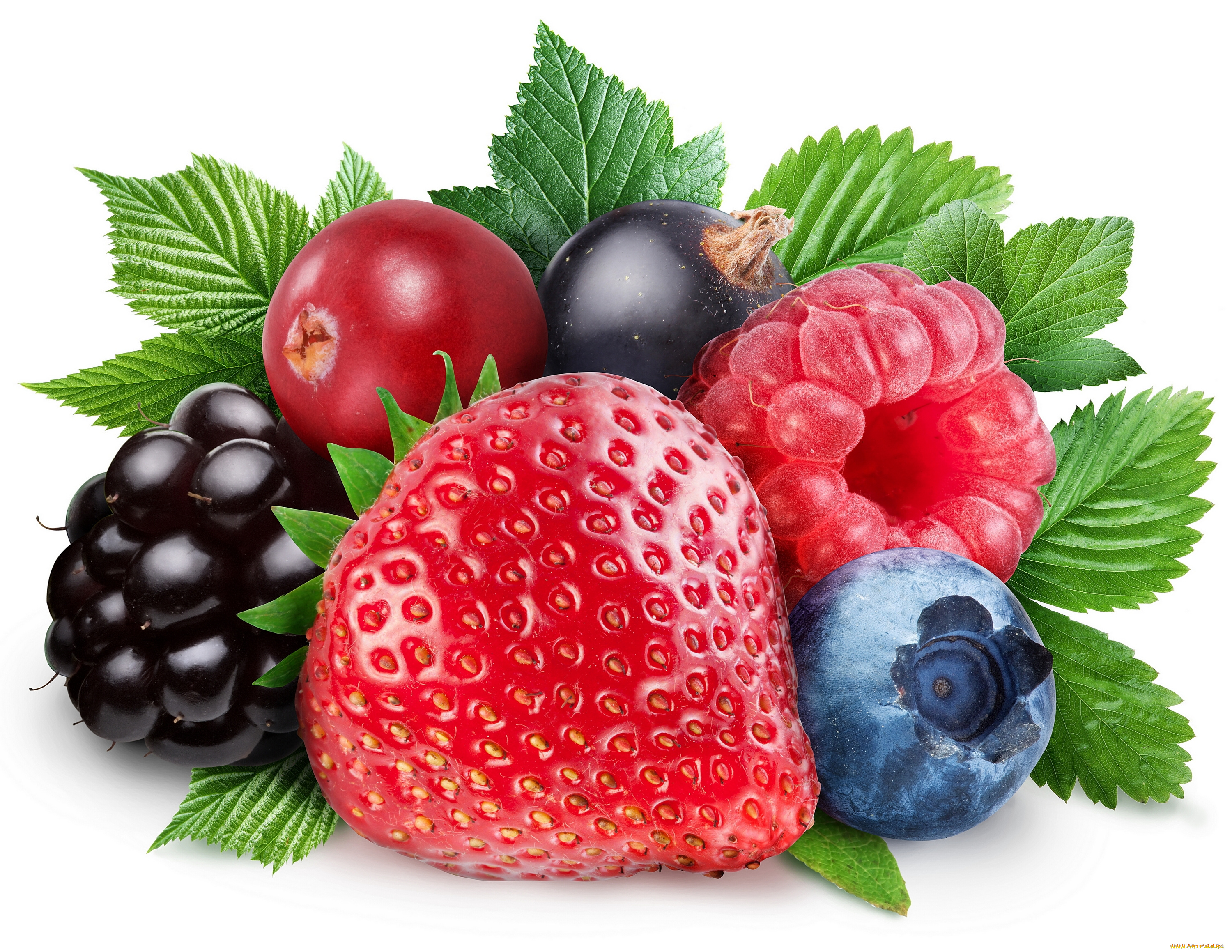еда, фрукты, , ягоды, ежевика, клубника, смородина, ягоды, голубика, малина