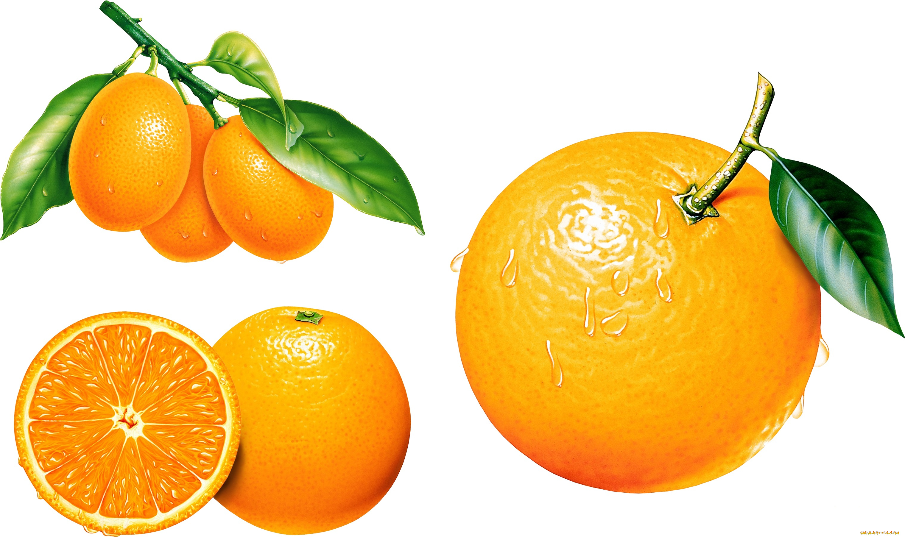 У отца есть 5 различных апельсинов. Апельсин на белом фоне. Апельсин вектор. Мандарин на белом фоне. Фрукты на прозрачном фоне.