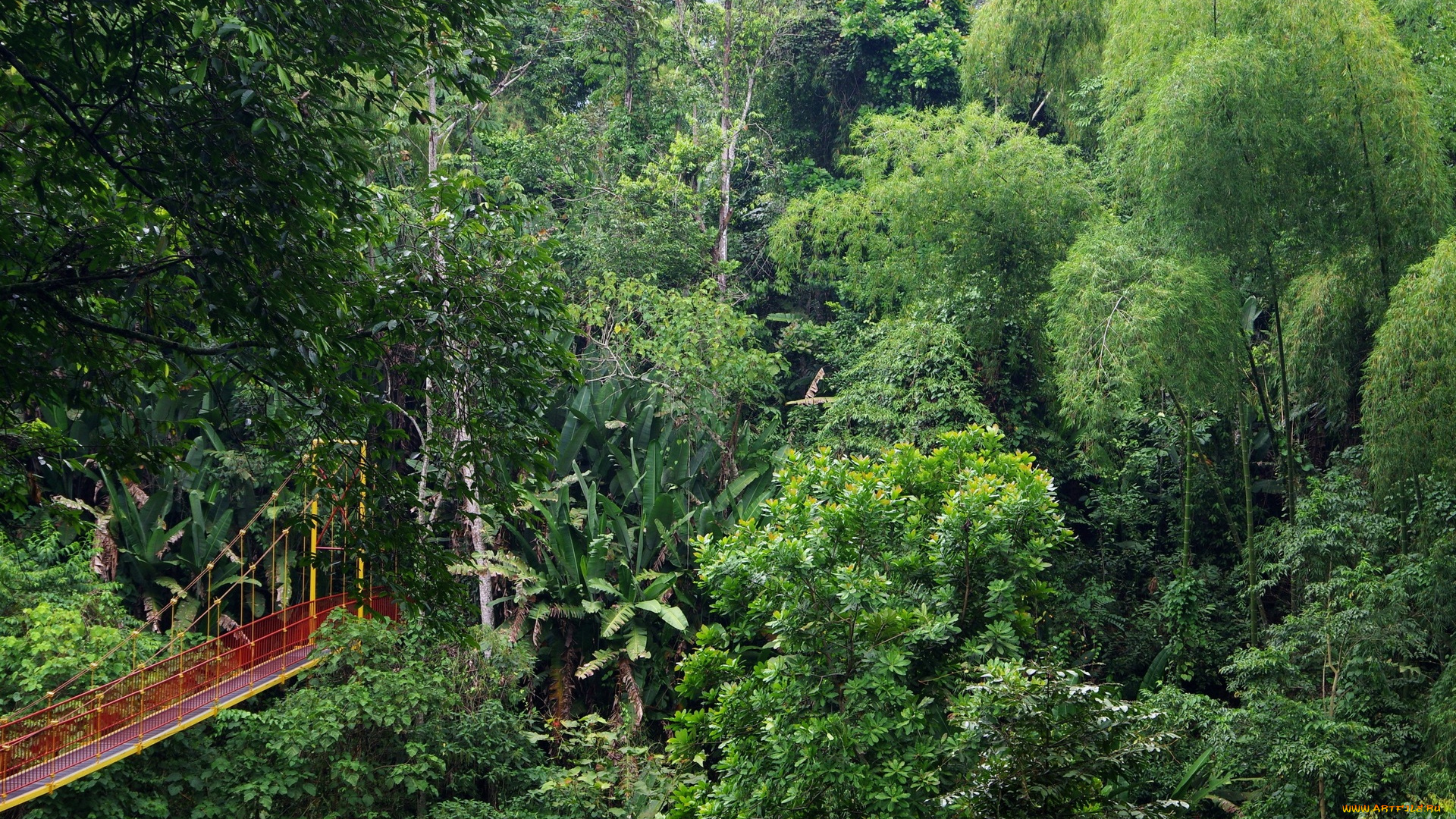 колумбия, природа, лес, деревья
