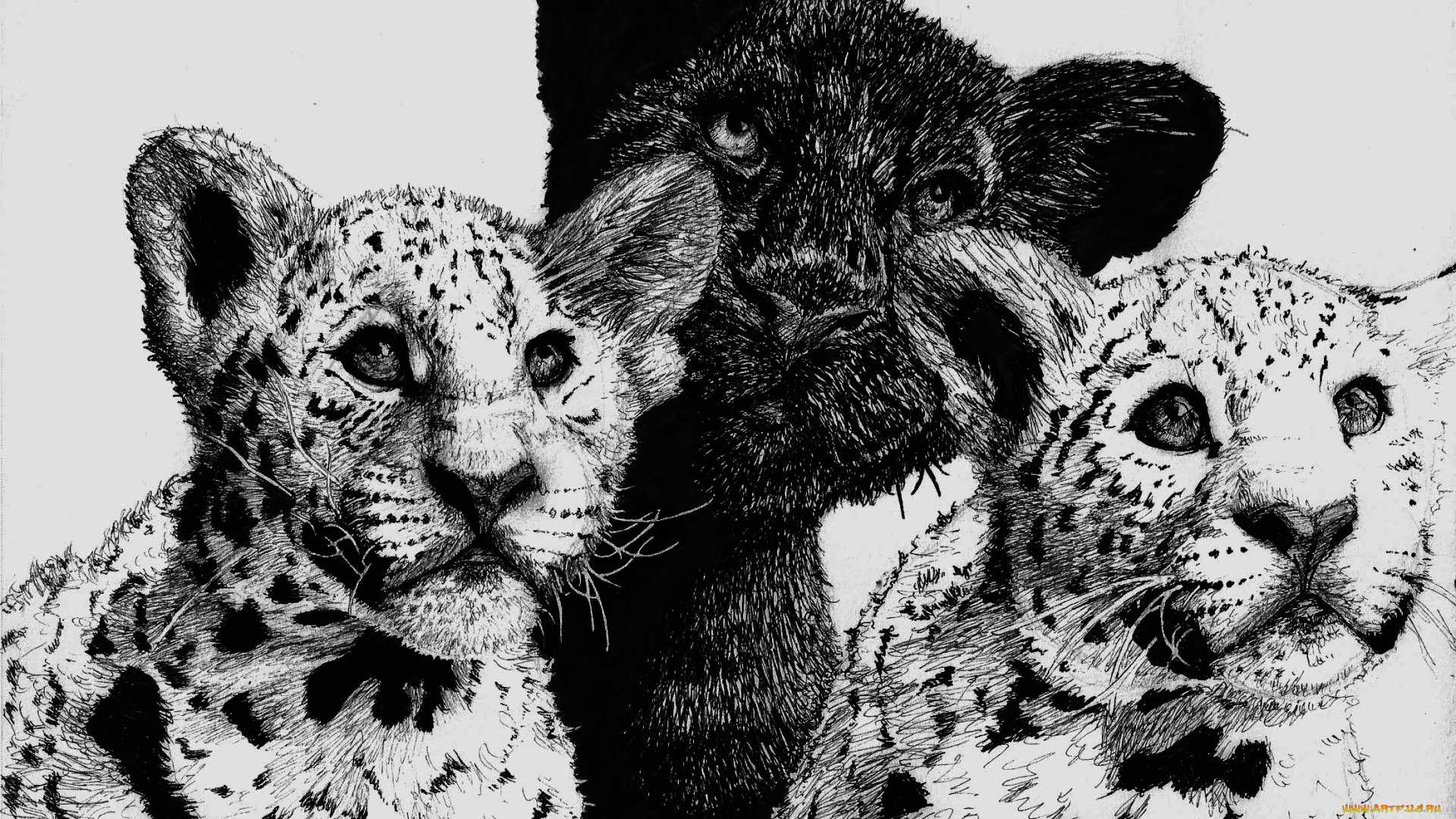 рисованное, животные, трое, леопард