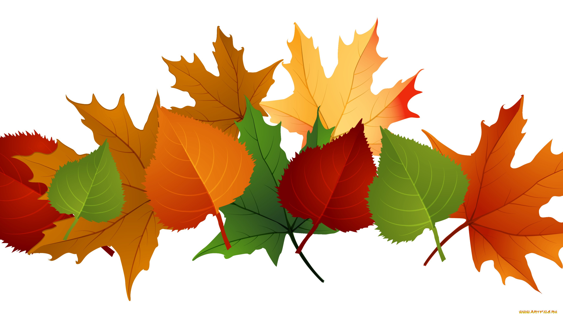 векторная, графика, природа, , nature, фон, листья, осень