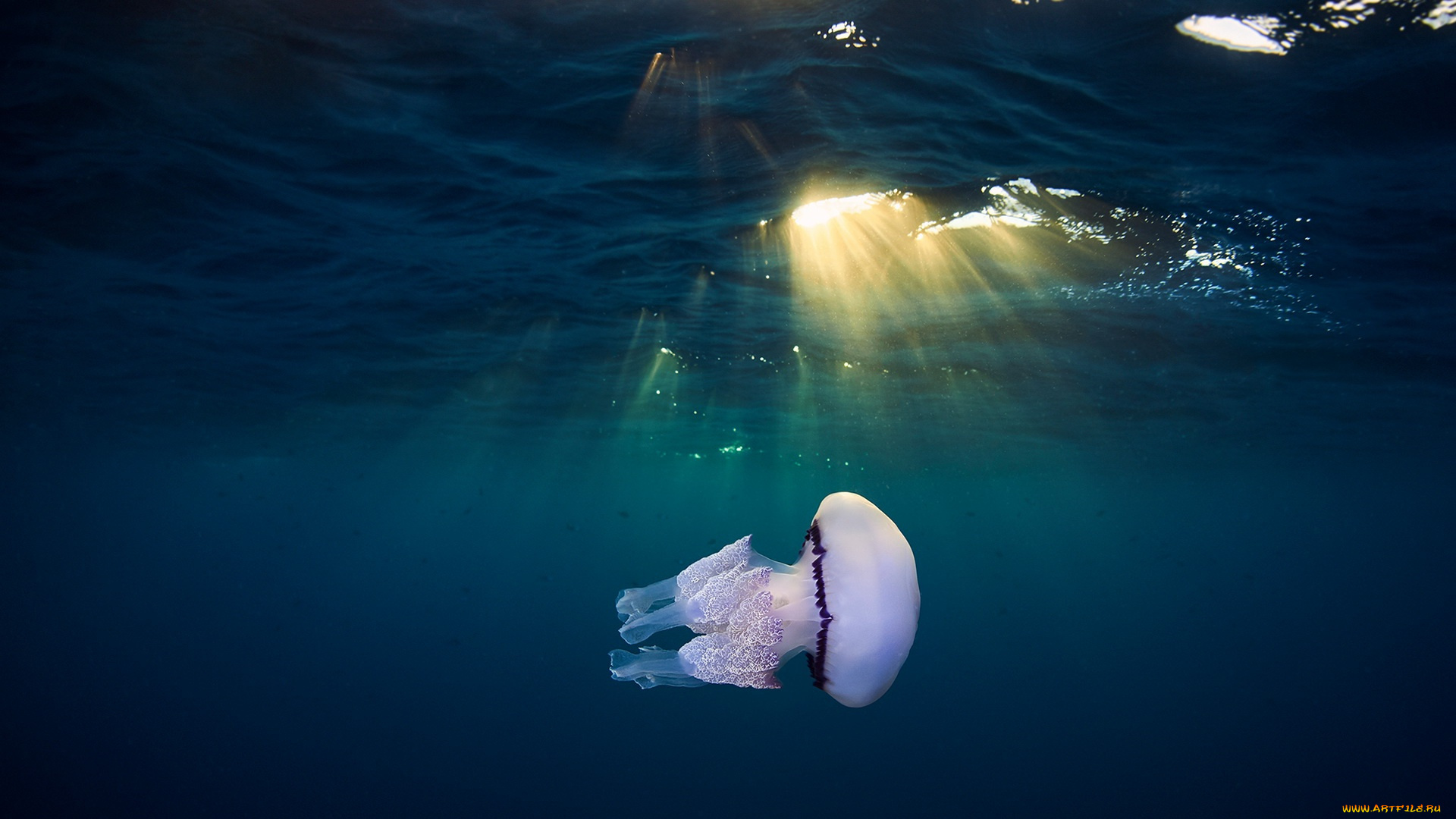 животные, медузы, свет, медуза, море