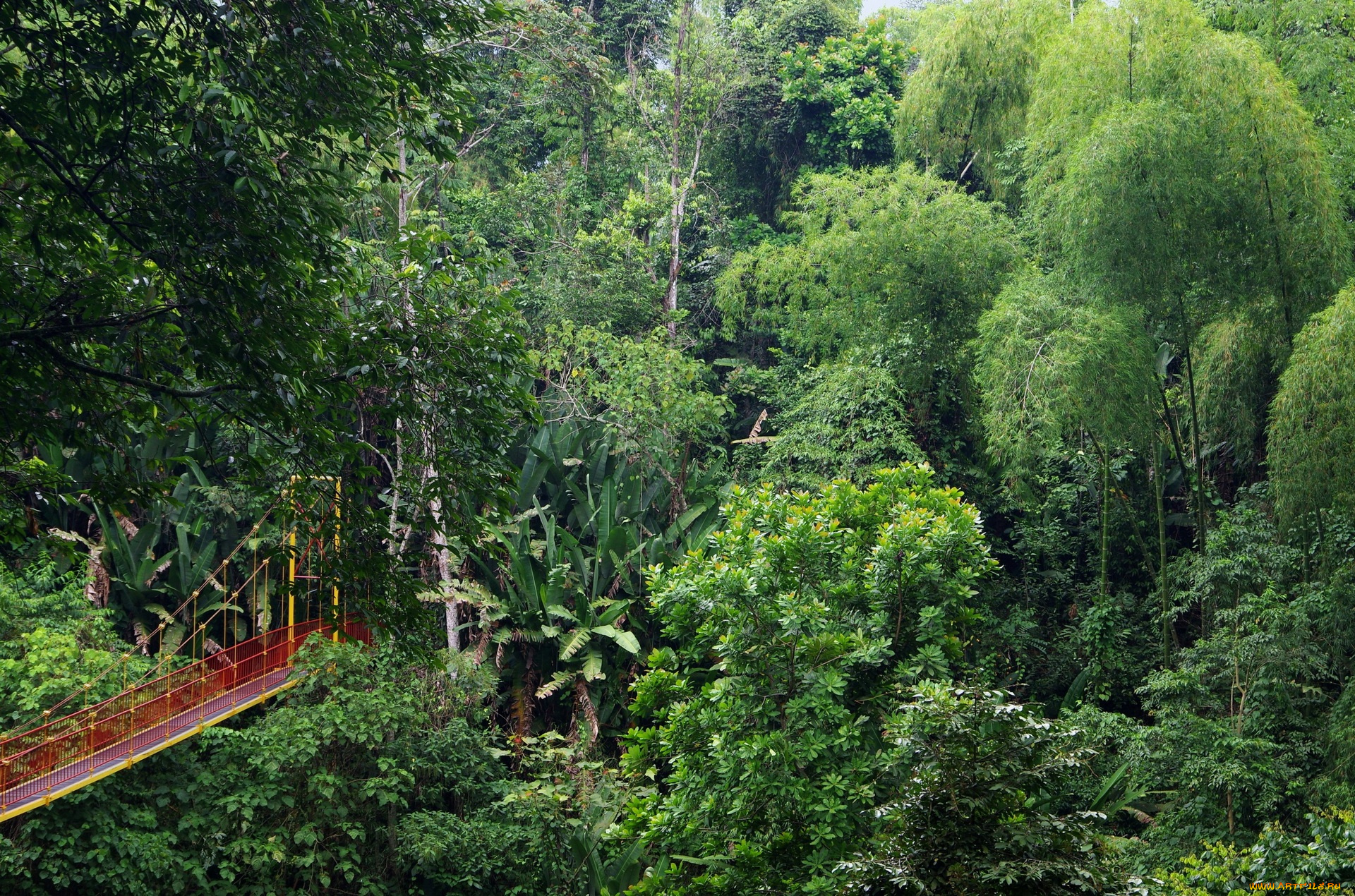 колумбия, природа, лес, деревья