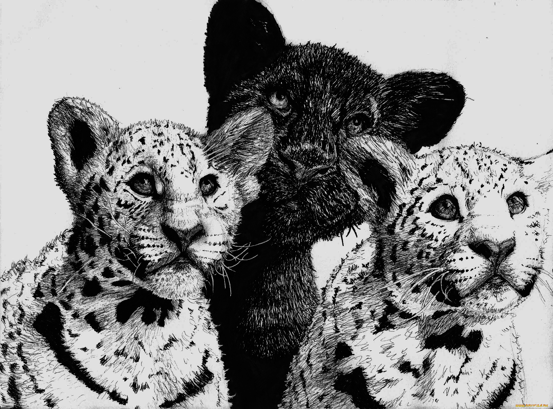 рисованное, животные, трое, леопард