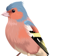 Картинка векторная+графика животные+ animals птица фон