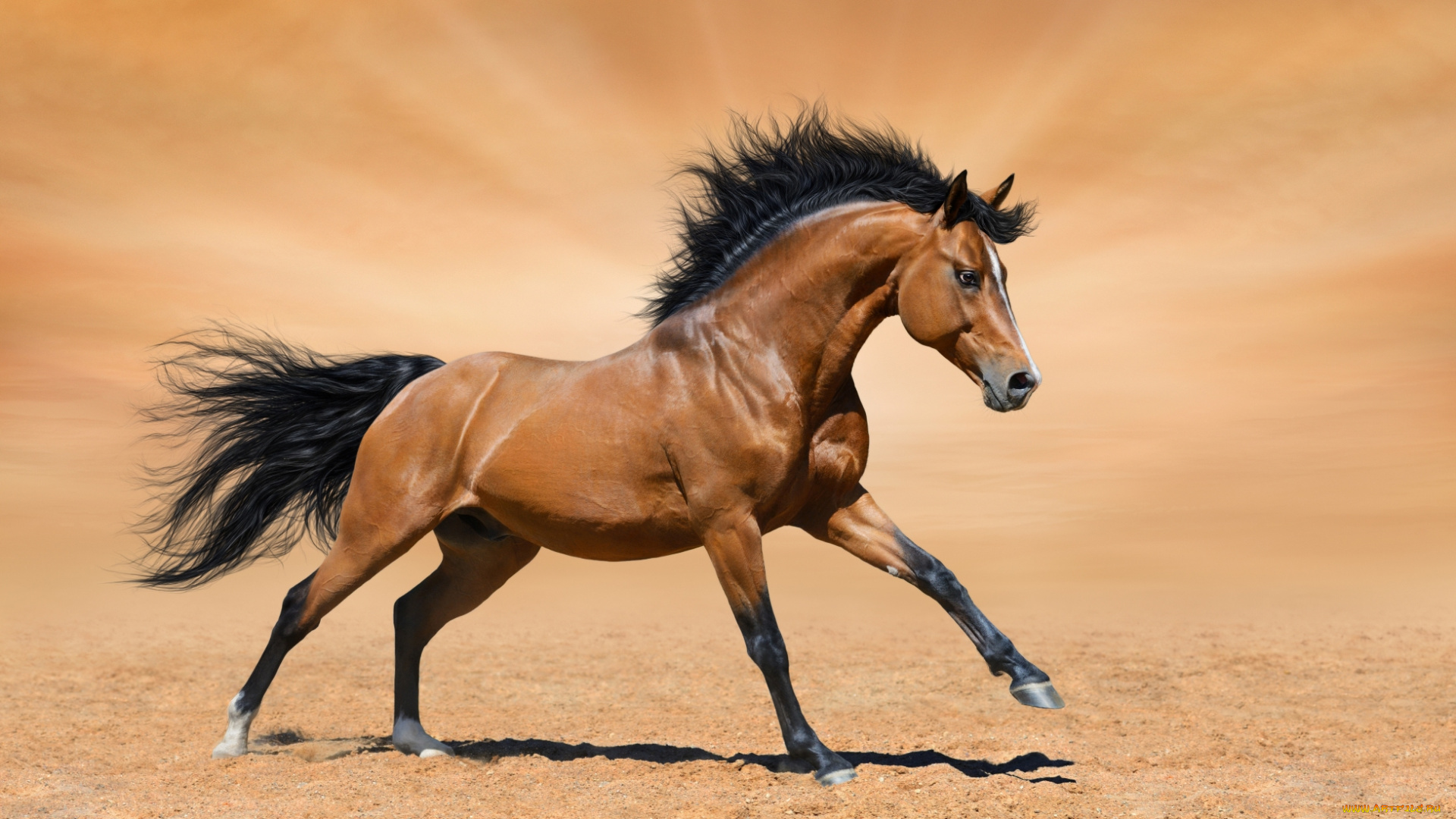 животные, лошади, песок, пустыня, галоп, конь