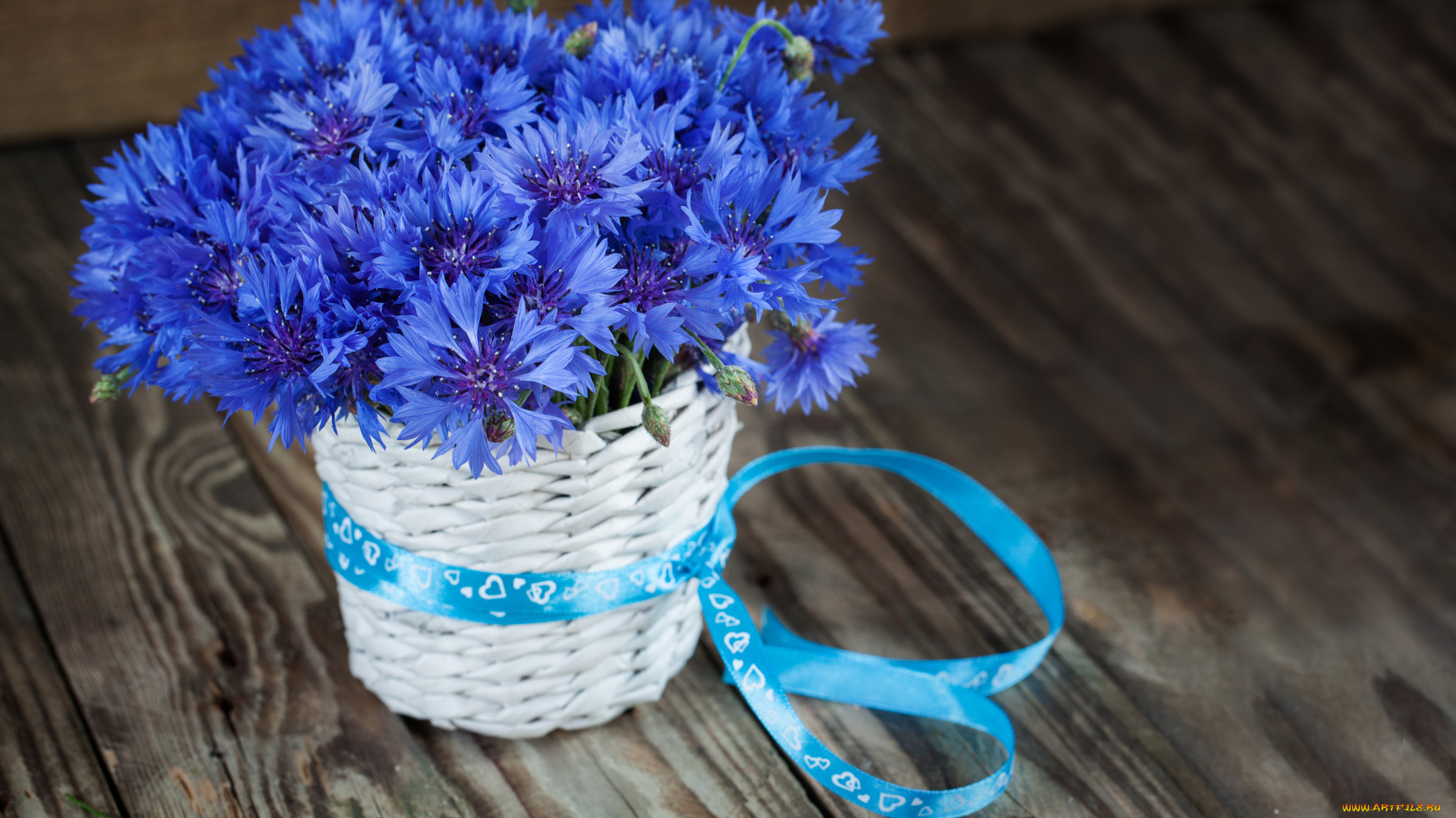 цветы, васильки, синий, букет, лента