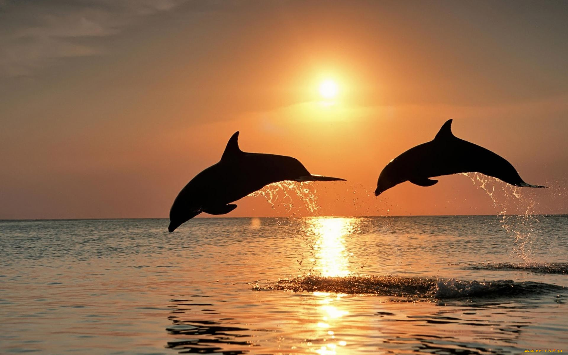 животные, дельфины, море, закат