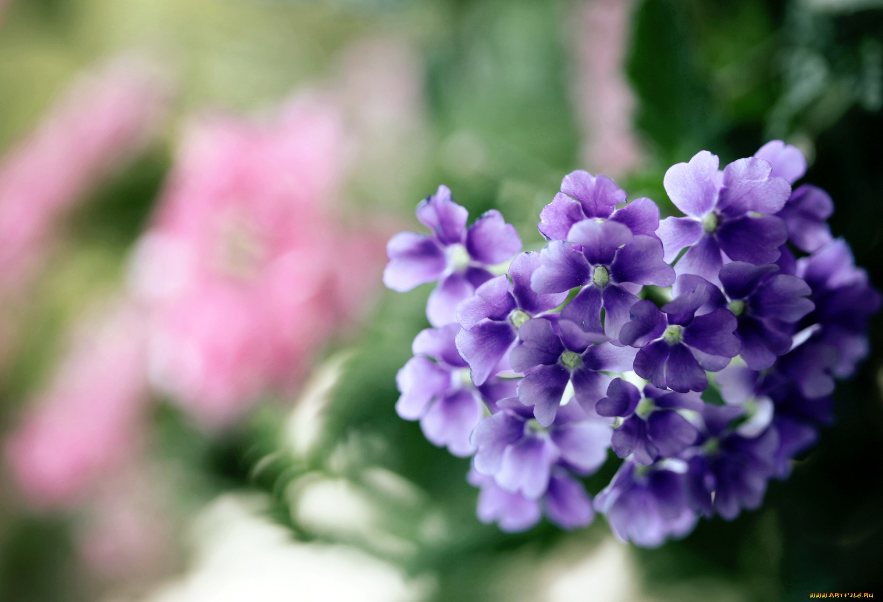 цветы, лантана, вербена, фиолетовый