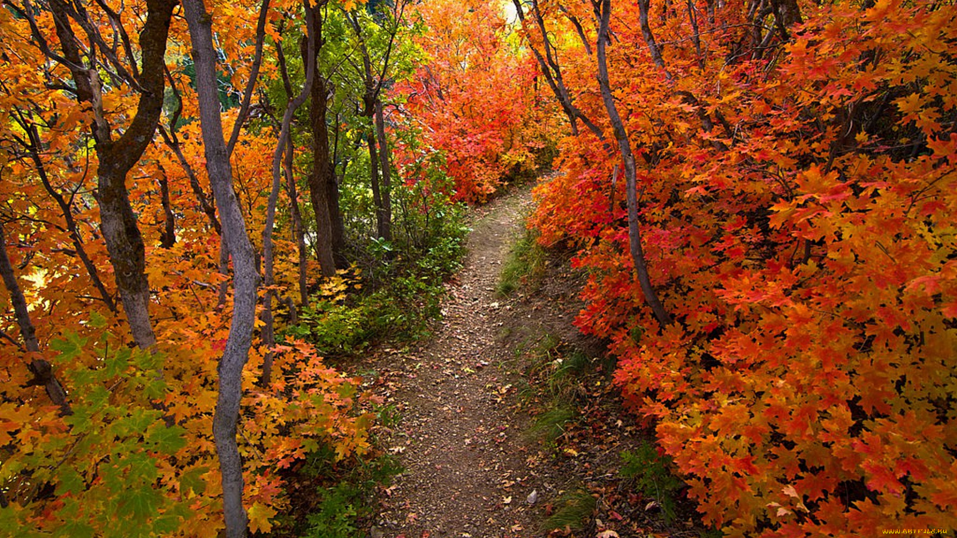 autumn, природа, дороги, лес, осень, дорога