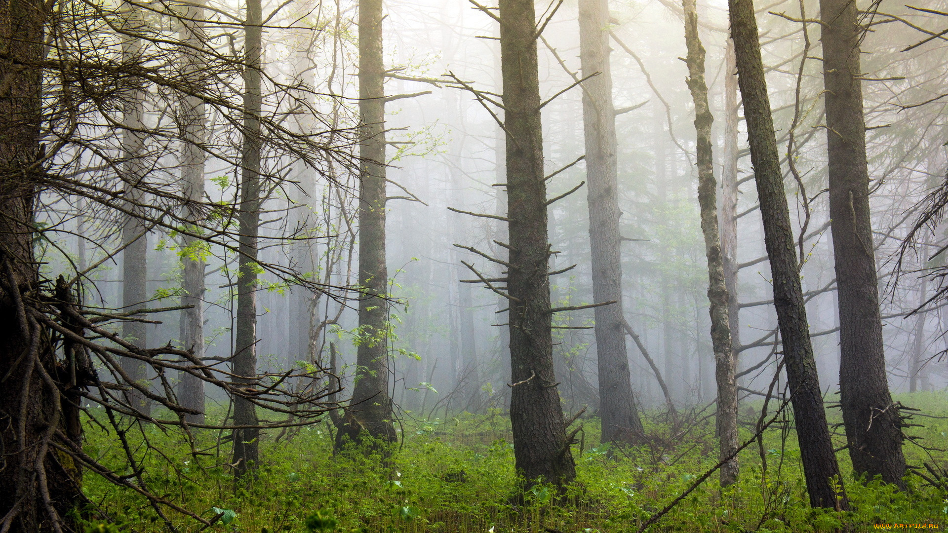 природа, лес, деревья, туман