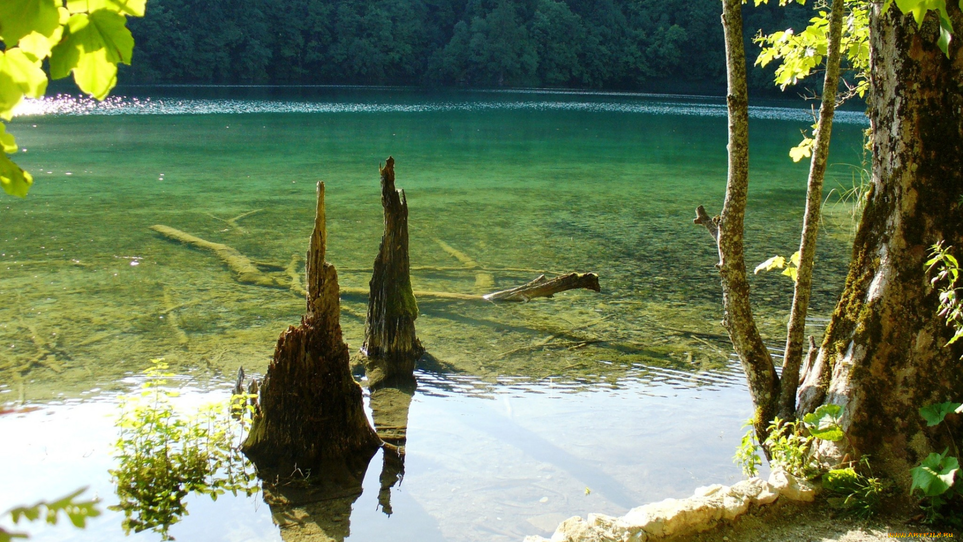 природа, реки, озера, деревья, река, вода