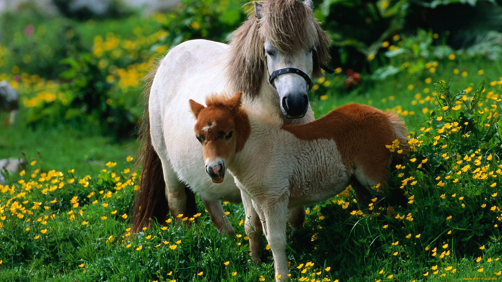животные, лошади, зелёный, пара, пони, луг, ребёнок, мама, лошадь, лето, цветы, жёлтый, жеребёнок, зелень