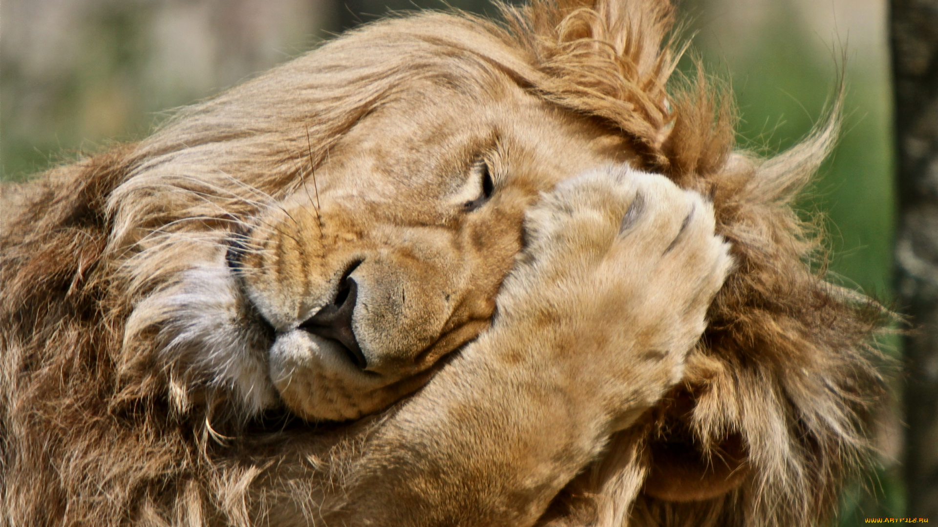 животные, львы, лапа, эмоции