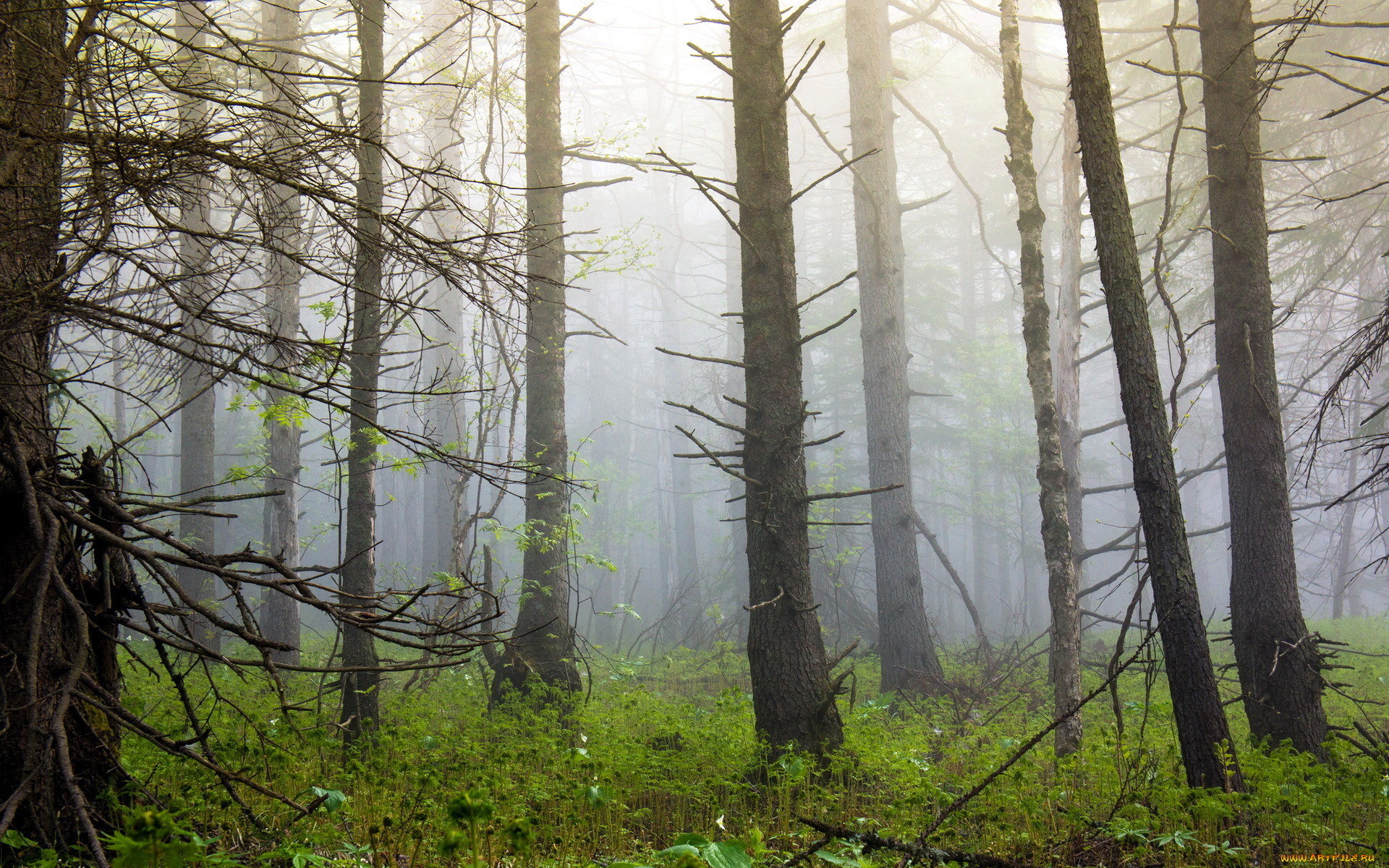 природа, лес, деревья, туман