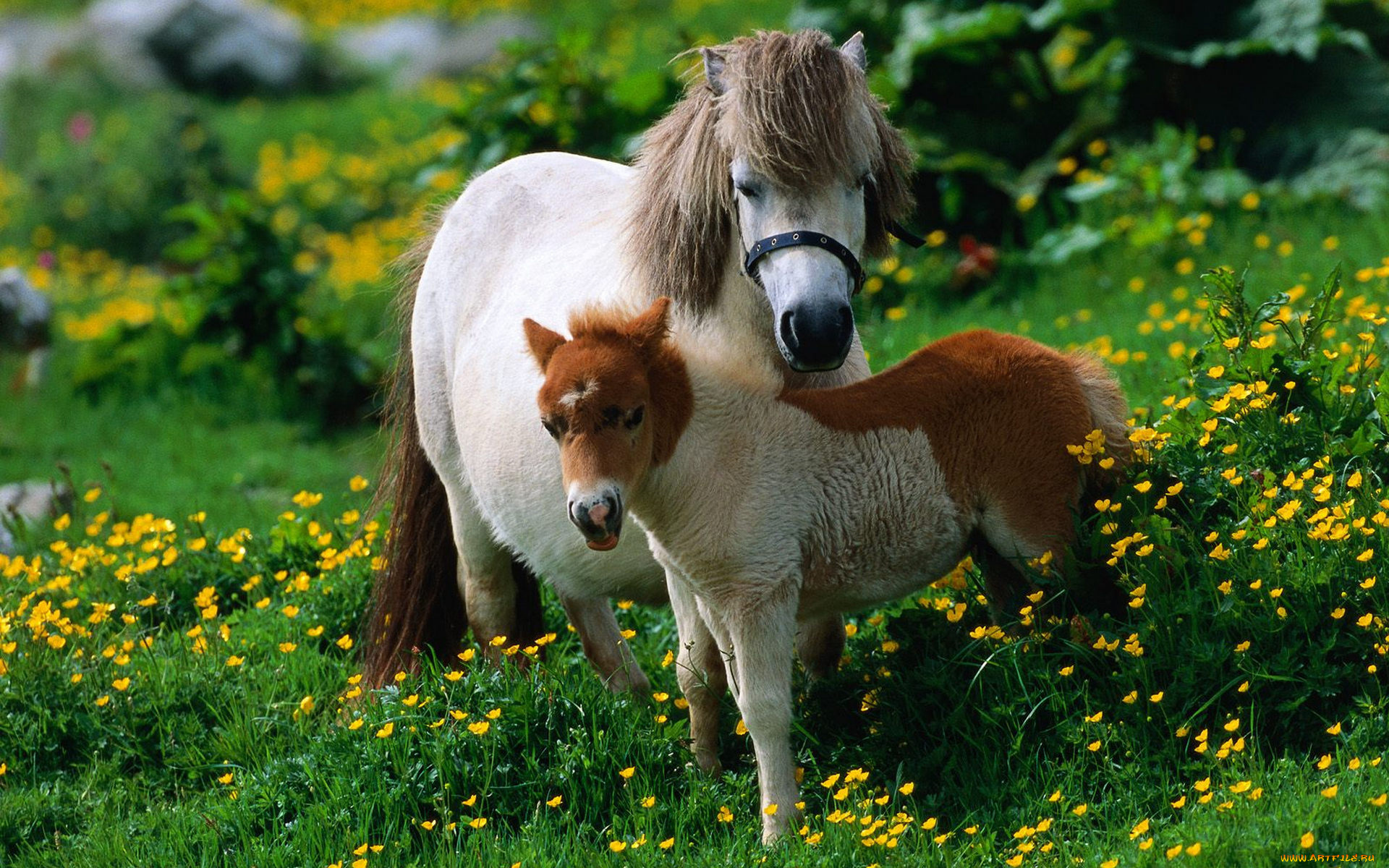 животные, лошади, зелёный, пара, пони, луг, ребёнок, мама, лошадь, лето, цветы, жёлтый, жеребёнок, зелень