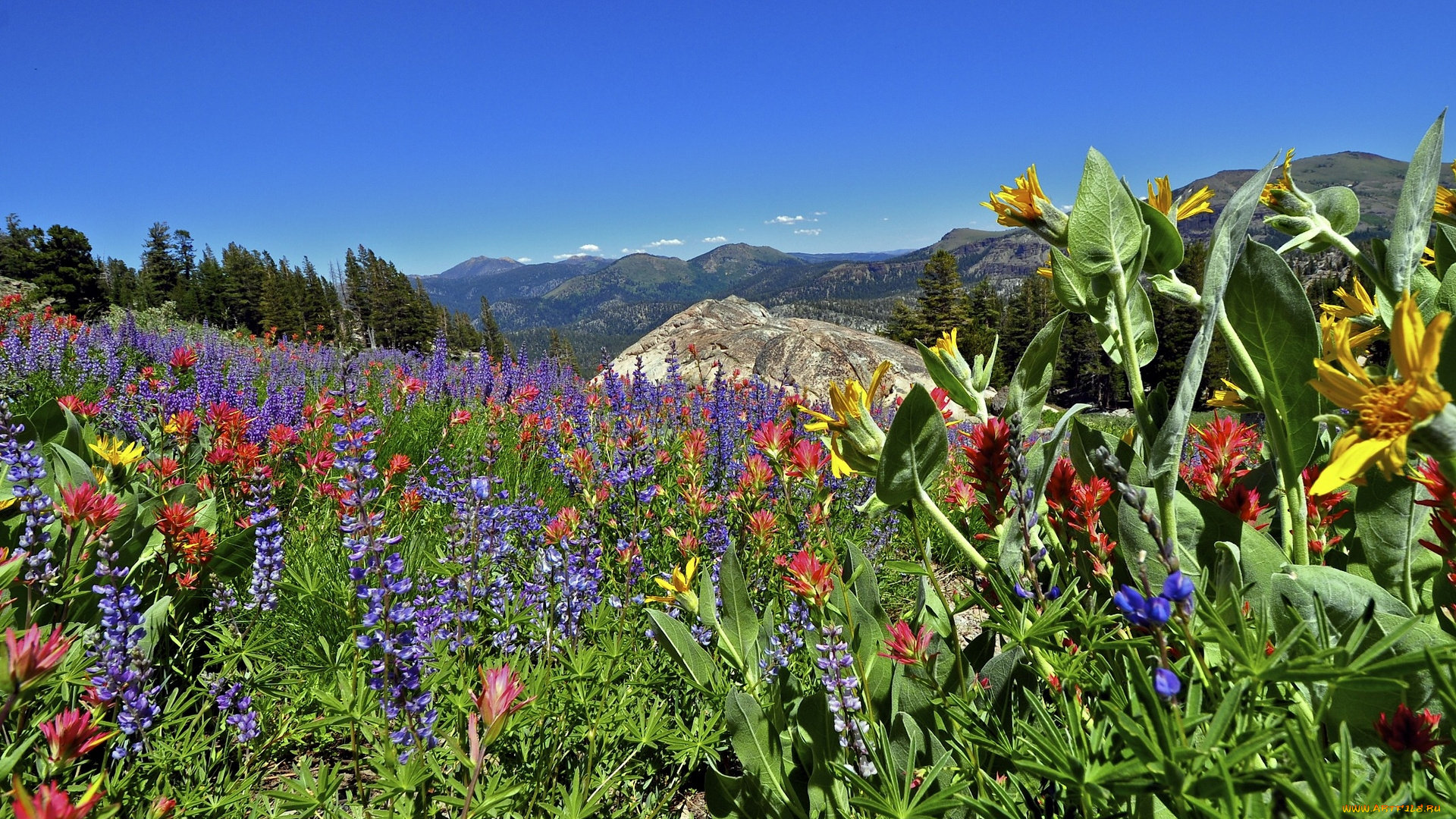 eldorado, national, forest, california, природа, луга, сьерра-невада, цветы, sierra, nevada, калифорния, горы