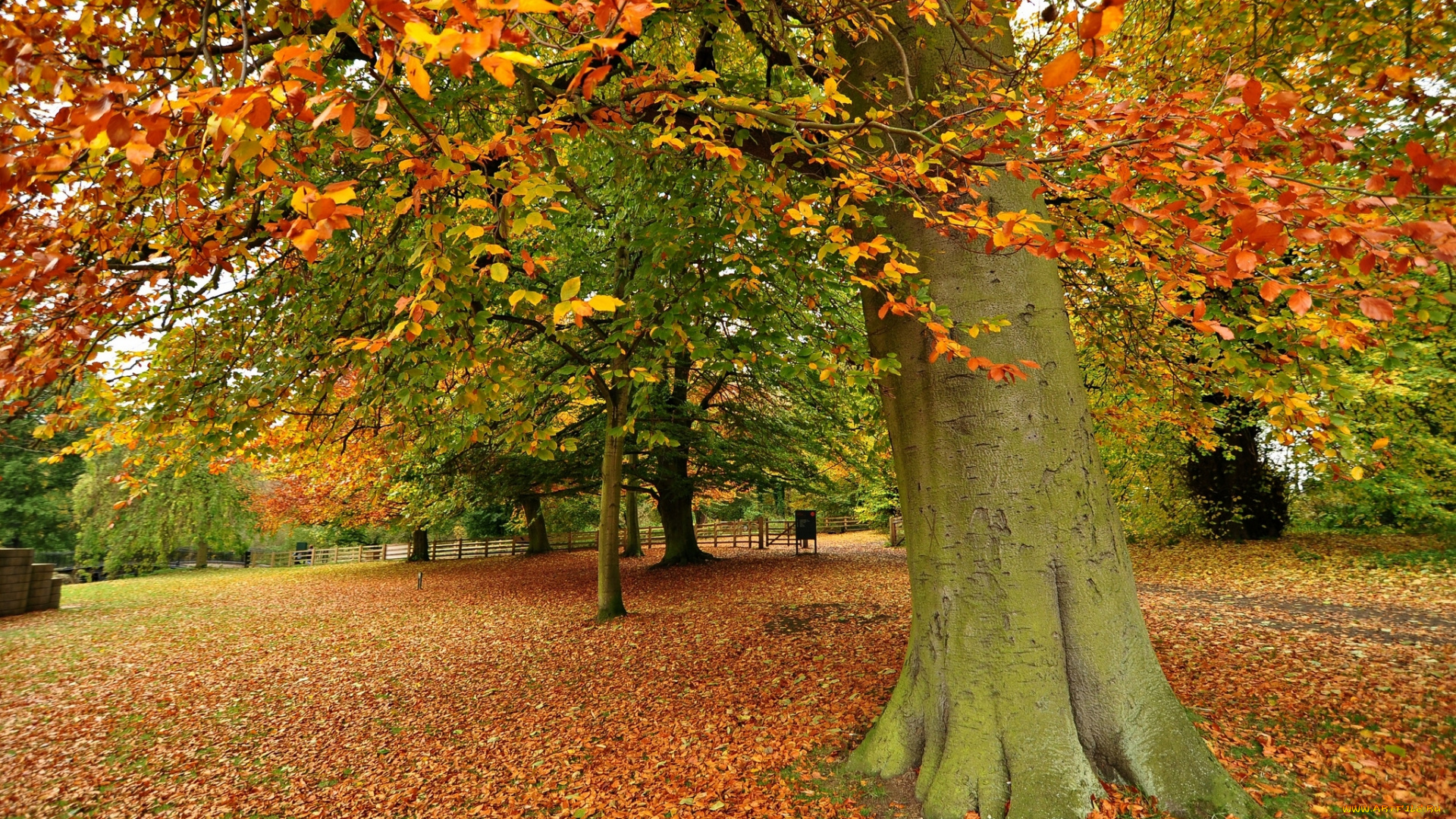 huddersfield, england, природа, деревья, англия, осень, листья, хаддерсфилд