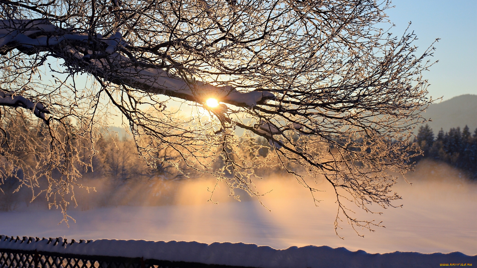 природа, зима, дерево, рассвет, мороз, утро, снег