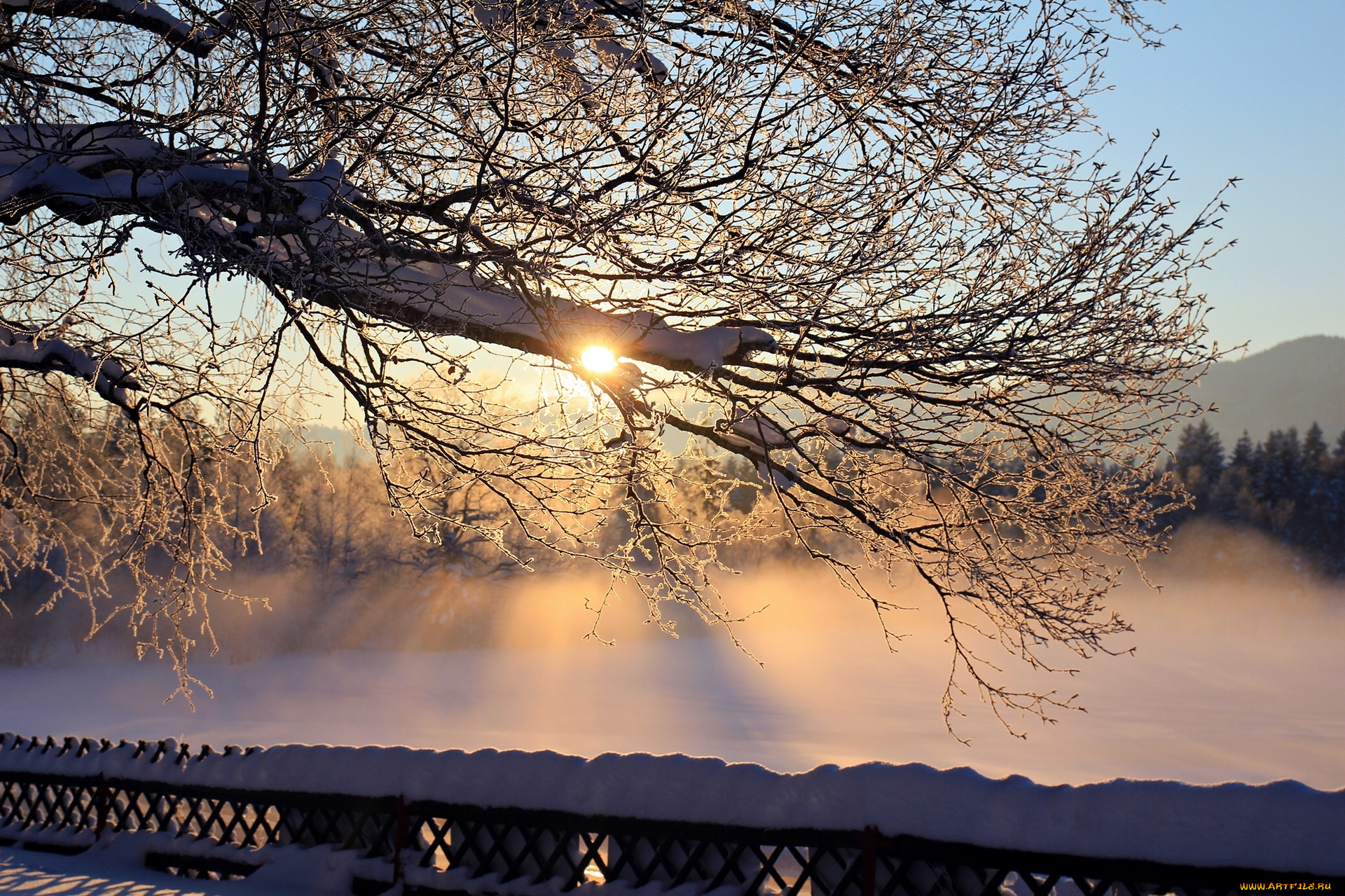 природа, зима, дерево, рассвет, мороз, утро, снег