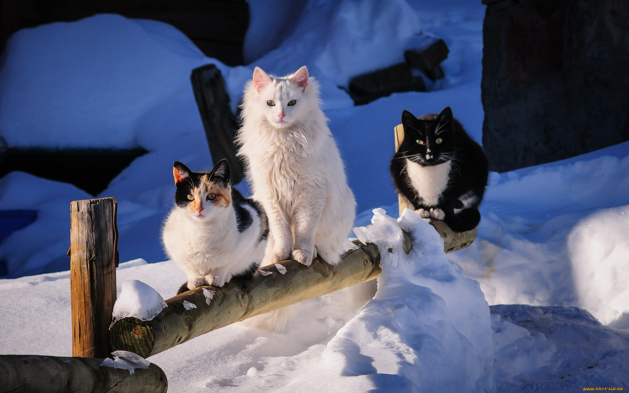 животные, коты, зима, трио