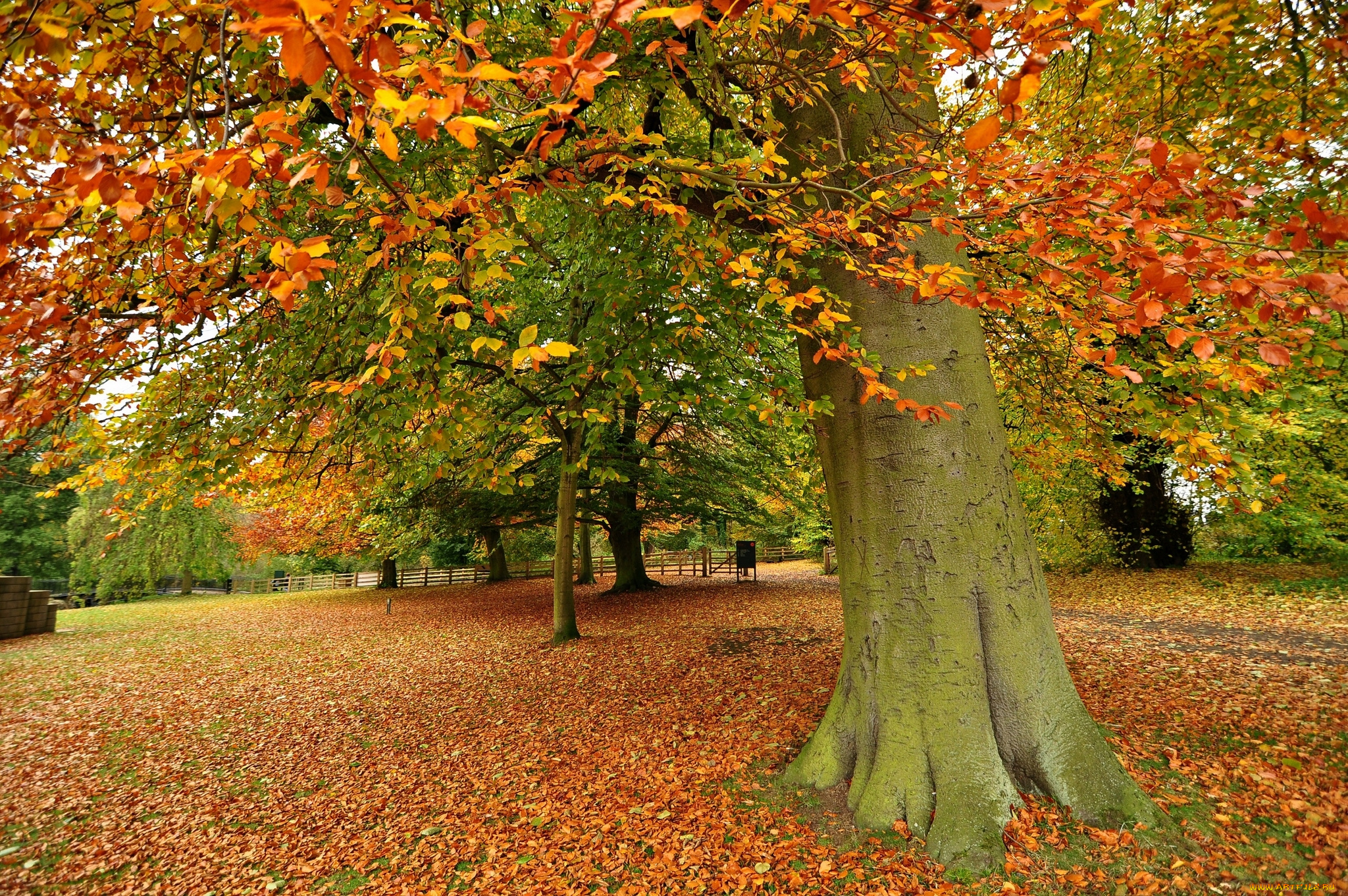 huddersfield, england, природа, деревья, англия, осень, листья, хаддерсфилд