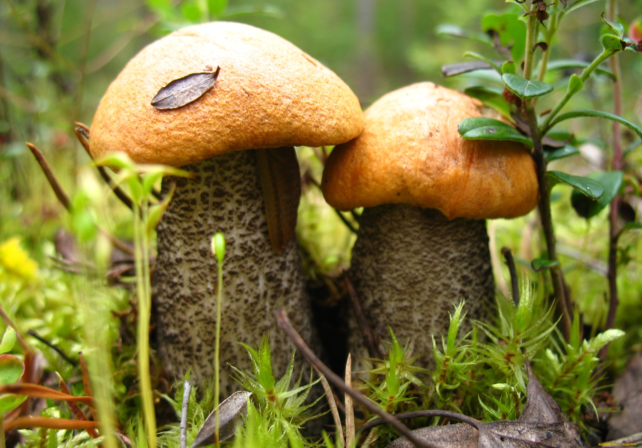 природа, грибы, парочка