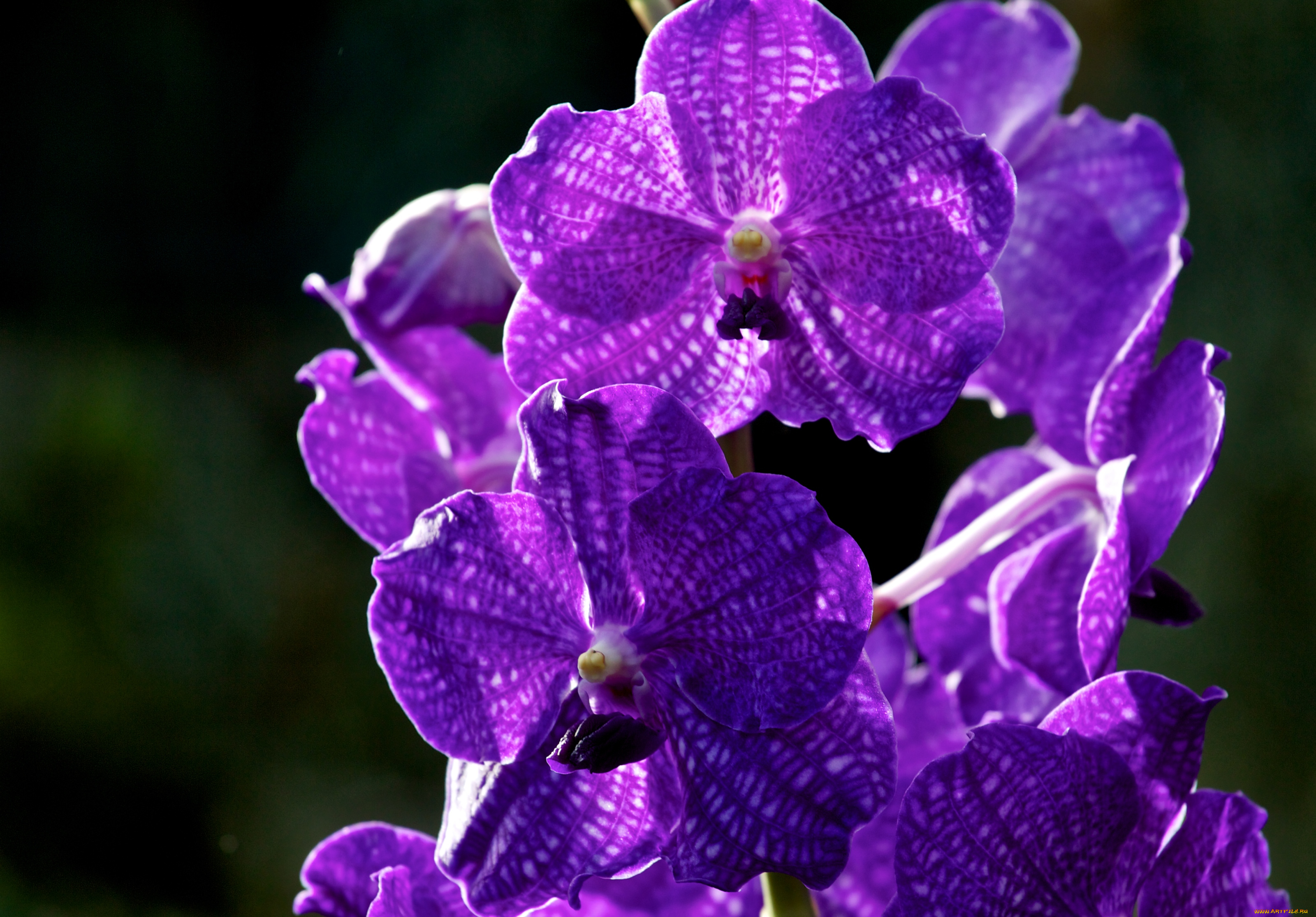 Фиолетовые метки. Сиреневая Орхидея. Фиолетовая Орхидея обои. Орхидея бело фиолетовая. Сиреневые орхидеи о обои.