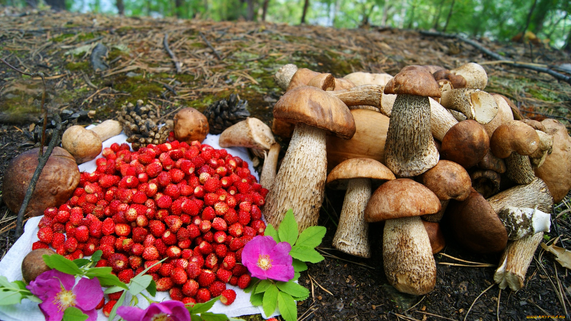лесные грибы и ягоды скачать